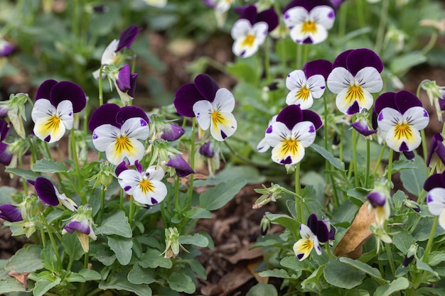 Pansies Viola flores em um jardim de primavera