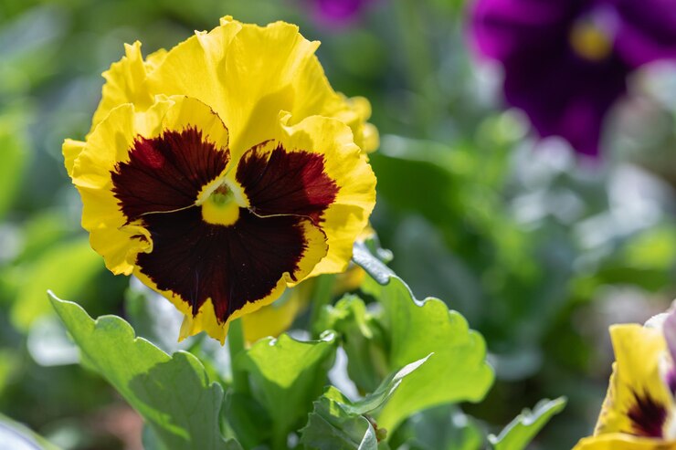 Pansies Viola flores en un jardín de primavera