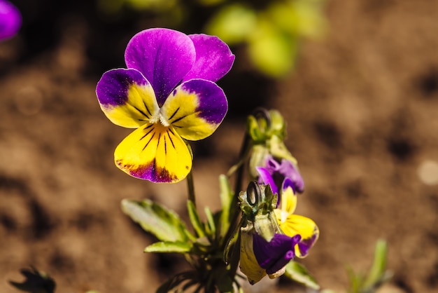 Pansy amarelo roxo bonito na terra ensolarada na luz solar no macro. Wittrockiana próximo acima com espaço da cópia. Pequena flor colorida com bokeh quente