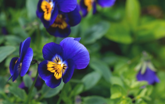 Pansy flores no jardim