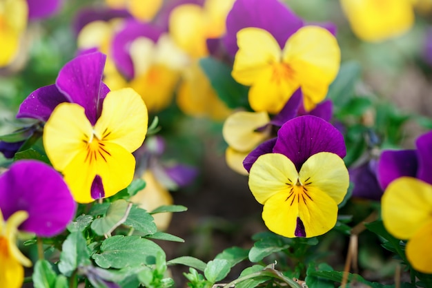 Pansy Flowers colores vivos de primavera contra un fondo verde exuberante. Imágenes macro Enfoque selectivo.