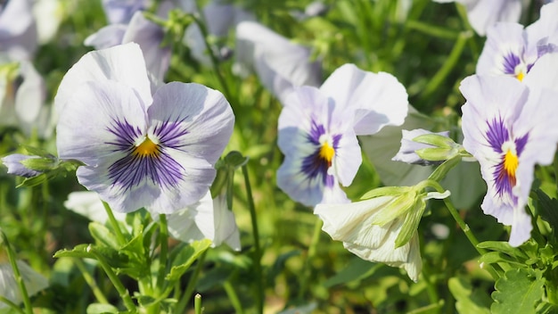 Pansy o flor de viola en el jardín