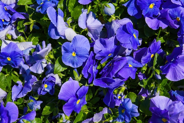 Pansy roxo floresce fundo colorido