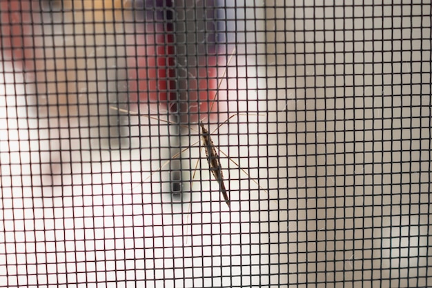 Pantalla de alambre de mosquitera en la protección de la ventana de la casa contra insectos
