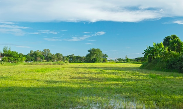 Pantanal com paisagem de campo de grama verde