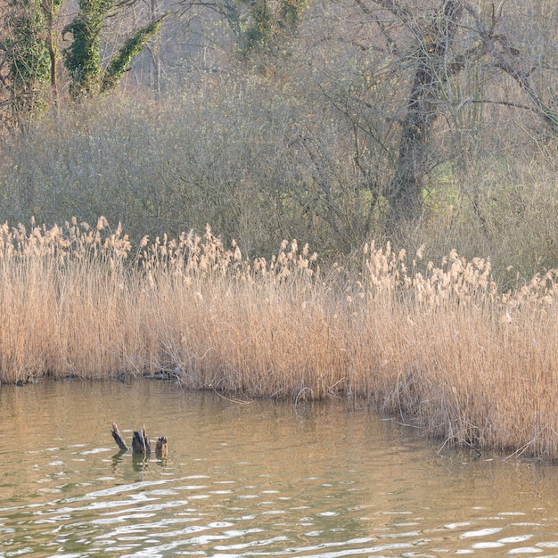 Pantano, agua estancada y bosques