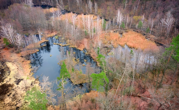 Pantano al borde del bosque caducifolio de otoño. El agua fría y oscura crea un ambiente acogedor. A orillas de la cola seca.