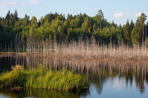 Un pantano en el bosque con pasto seco Bosque inundado