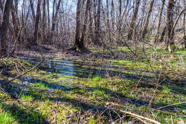 Pantano en el bosque a principios de primavera