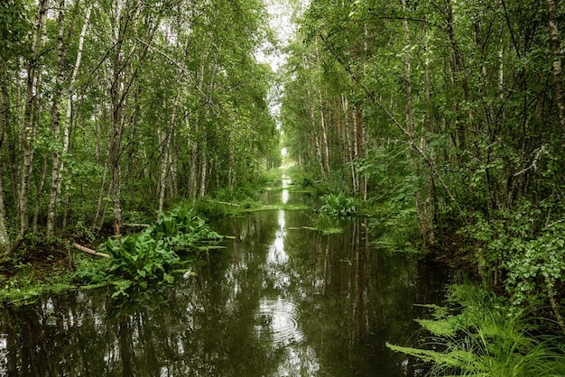 Pantano en el bosque