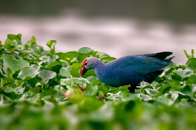 Un pantano de cabeza gris buscando comida en la hierba