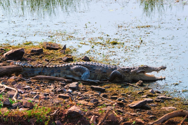 Pântano cheirado marsh crocodilo ladrão crocodilo Crocodylus palustris