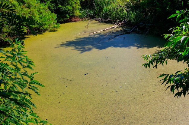 Pantano cubierto de lenteja de agua en el bosque verde