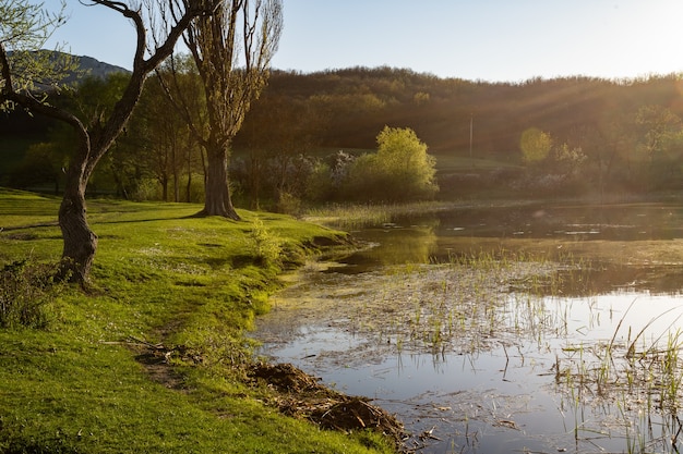 Foto pantano en un día soleado de verano pantano entre árboles y pasto verde