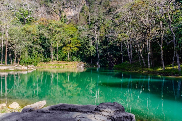 Pântano, em, tham, luang, -, khun, nam nang, não, floresta, parque, chiang rai, nort, de, tailandia