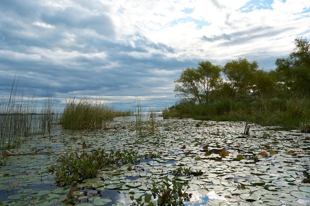 Foto pantano laguna humedal