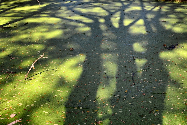 Pântano lentilha d'água verde sombra da vista da árvore