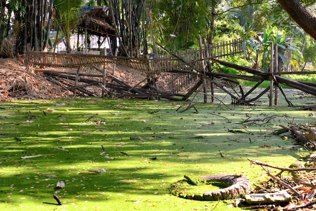 Foto pântano lentilha verde água e vista ponte quebrada