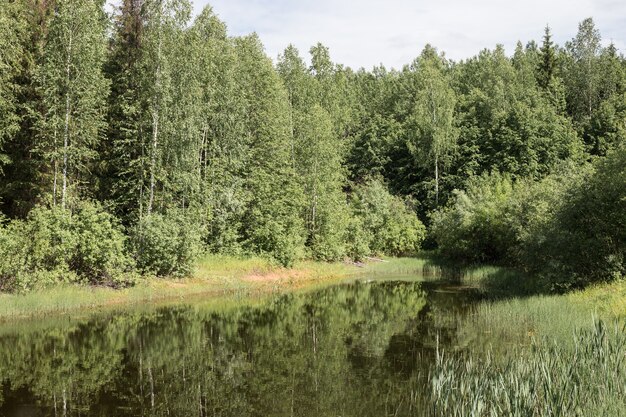 Pantano mágico de verano en lo profundo del bosque