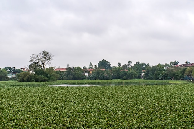 Pantano en medio de la tonalidad del lago. Plantas verdes en el agua.