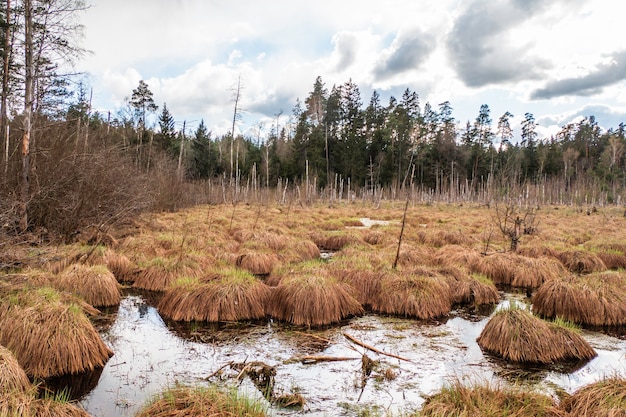 Pântano na floresta. A floresta está inundada de água.