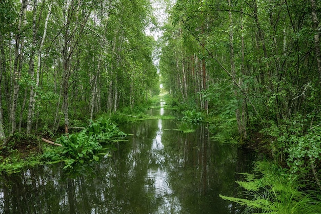 Pântano na floresta