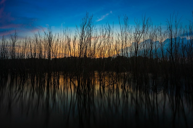 Pantano de otoño Árboles caídos sombríos