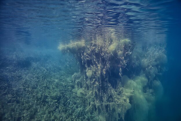 pantano paisaje submarino abstracto / árboles hundidos y algas en agua clara, ecología mundo submarino