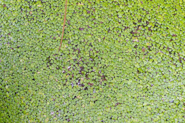 Foto pântano rive a superfície de flutuação da água