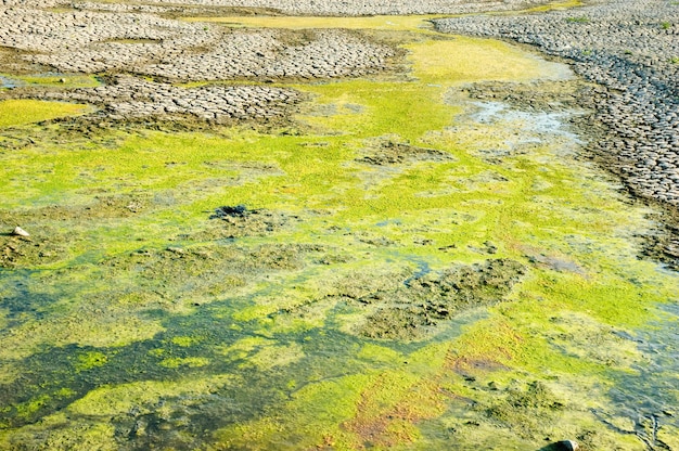 Pantano de secado podrido