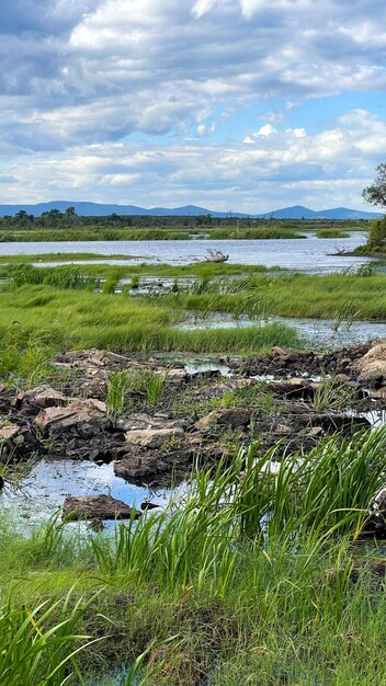 pantano verde con agua estancada