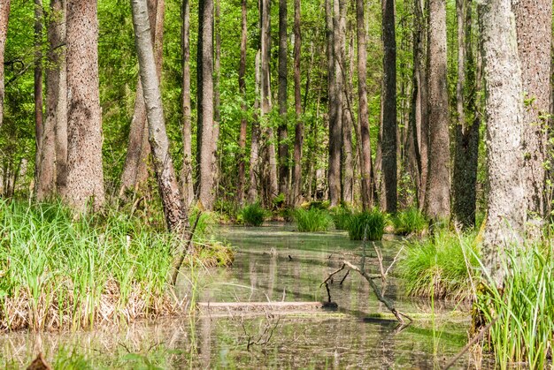 Pantano verde en el bosque