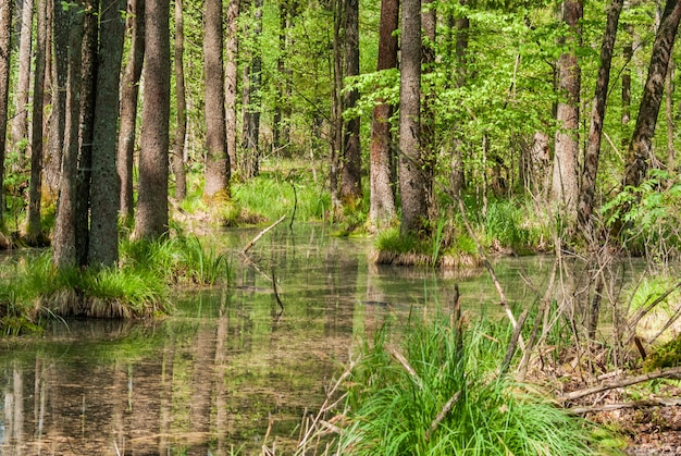 Pantano verde en el bosque