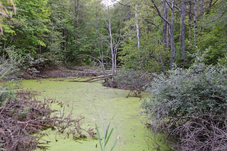 Foto pântano verde na floresta cercada por árvores