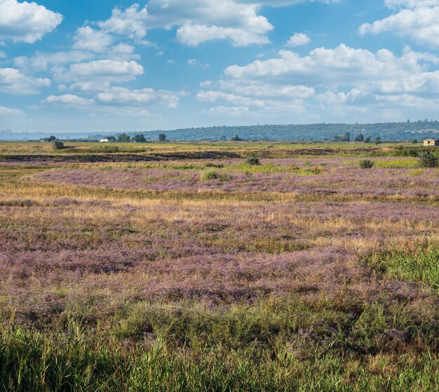 Pântanos de campo de verão com flores de urze roxas floridas