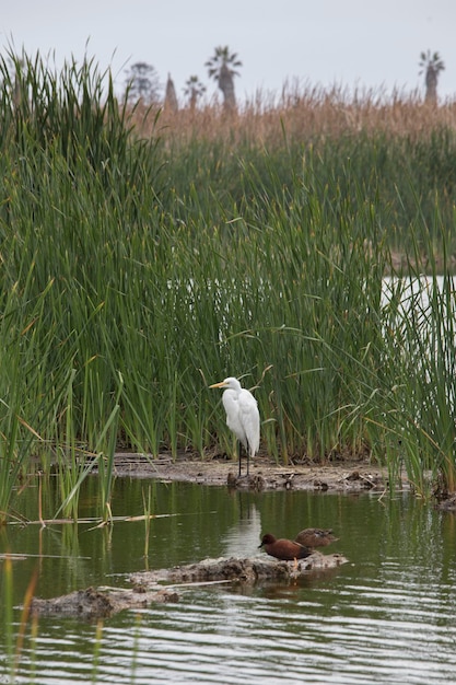 Pantanos de Villa Lima Peru Observação de pássaros passeios pantanal pântano hobbi