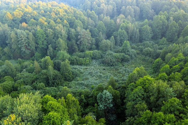 Pântanos na floresta de verão. Vista do drone.