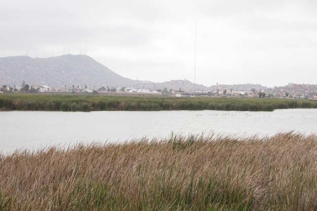 Pantanos de Villa Lima Perú Avistamiento de aves turismo humedal pantano hobbi