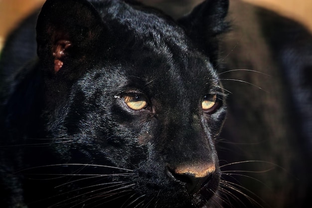 Una pantera negra depredadora mira a lo lejos