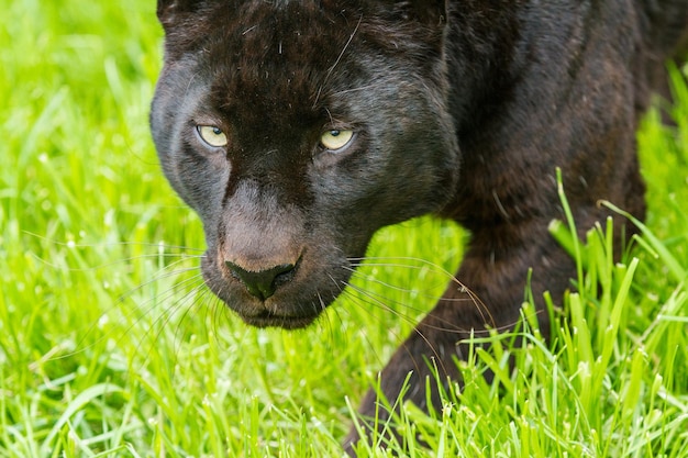 Una pantera negra depredadora con ojos verdes en un claro