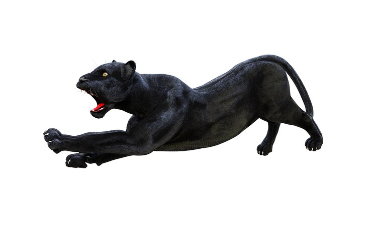Foto pantera negra isolar no fundo branco, tigre preto, ilustração 3d, render 3d