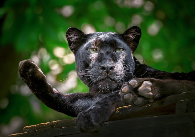 Pantera o leopardo descansan en la atmósfera natural.