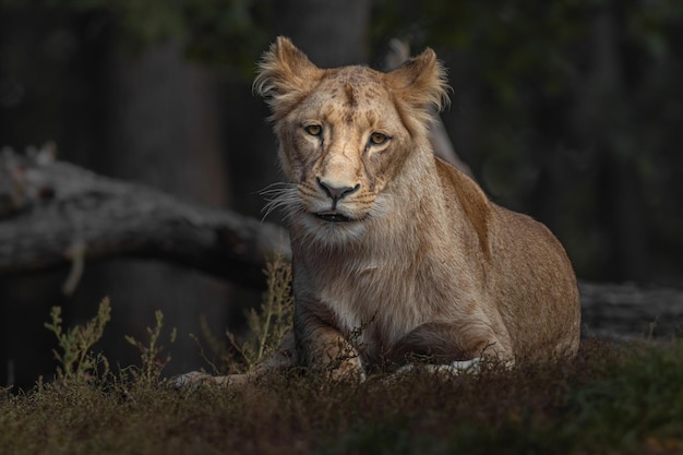 Panthera leo melanochaita