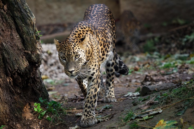 Panthera pardus kotiya, leopardo do Sri Lanka