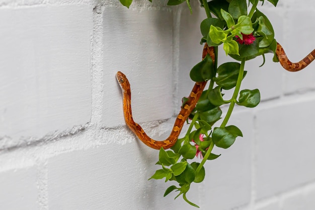 Pantherophis guttatus pendurado na planta florescendo no fundo da parede de tijolo branco. Fechar-se. Cartaz, papel de parede. Animal de estimação exótico