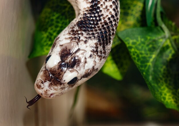 Pantherophis Obsoleta oder Rattenschlange