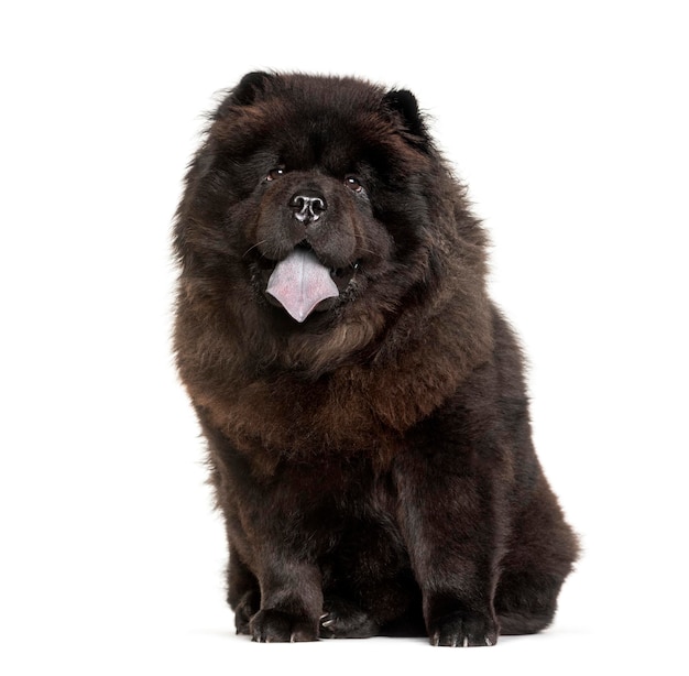 Panting Chow Chow mostrando sua língua azul isolada em branco