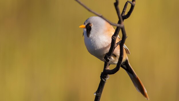 Panurus biarmicus Bartmeise Am frühen Morgen sitzt das Männchen auf dem Stängel der Pflanze