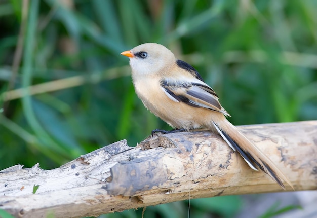 Panurus biarmicus Bartmeise Am frühen Morgen sitzt ein Jungvogel auf einem alten Ast