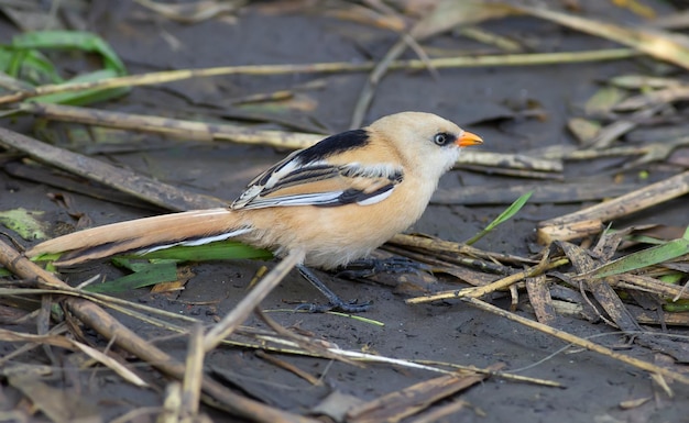 Panurus biarmicus Bearded Reedling No início da manhã, um pássaro jovem caminha ao longo da margem do rio